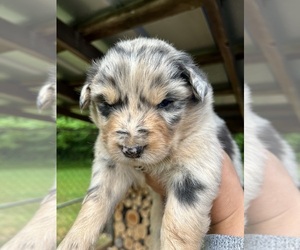 Australian Shepherd Puppy for sale in MEHERRIN, VA, USA