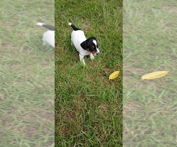 Medium Photo #1 Jack Russell Terrier Puppy For Sale in JASPER, FL, USA