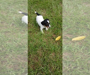 Jack Russell Terrier Puppy for sale in JASPER, FL, USA