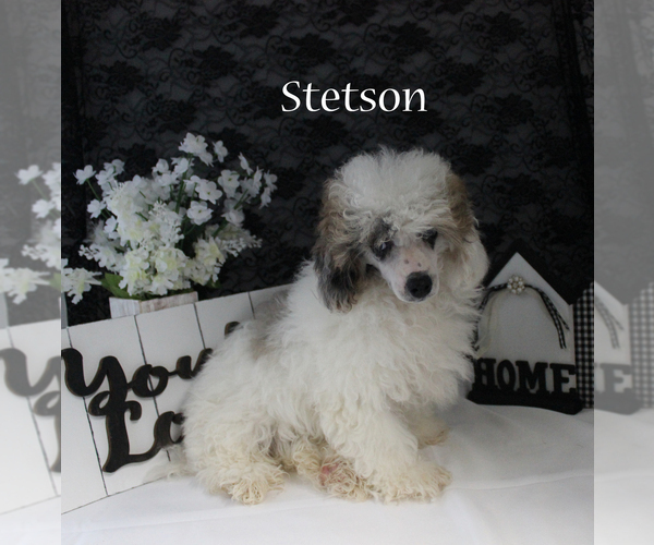 Medium Photo #3 Poodle (Miniature) Puppy For Sale in CHANUTE, KS, USA