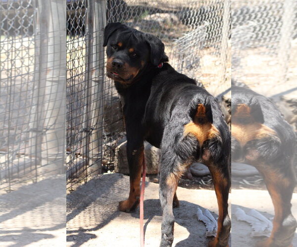 Medium Photo #2 Rottweiler Puppy For Sale in El Centro, CA, USA