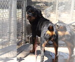 Small #1 Rottweiler