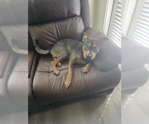 Chinese Shar-Pei-Unknown Mix Dogs for adoption in San Antonio, TX, USA