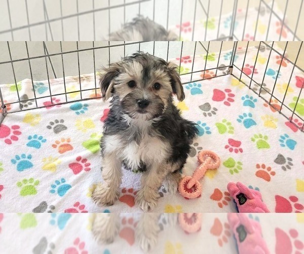 Medium Photo #4 Morkie Puppy For Sale in ORO VALLEY, AZ, USA