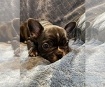 Small Photo #6 French Bulldog Puppy For Sale in SANIBEL, FL, USA