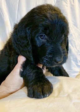 Medium Photo #3 Goldendoodle Puppy For Sale in MORGANTOWN, IN, USA