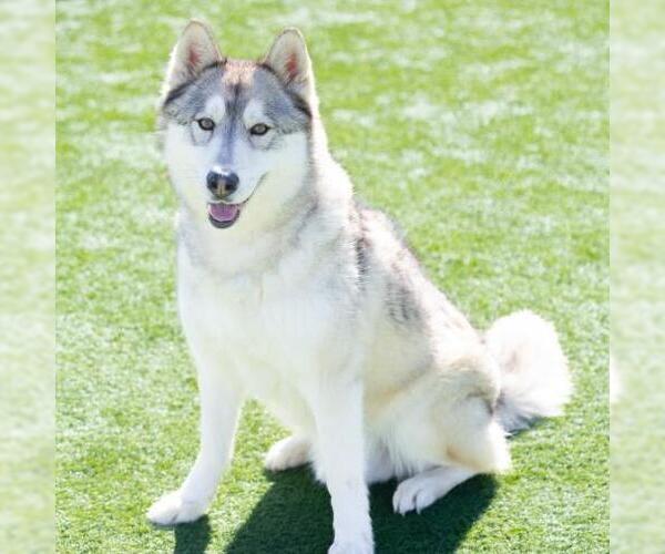 Medium Photo #1 Siberian Husky Puppy For Sale in Camarillo, CA, USA