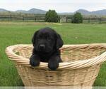 Puppy 5 Labrador Retriever-Unknown Mix