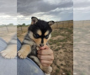 Medium Pomsky