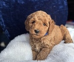 Small #4 Goldendoodle (Miniature)