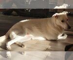 Small #5 Great Pyrenees Mix
