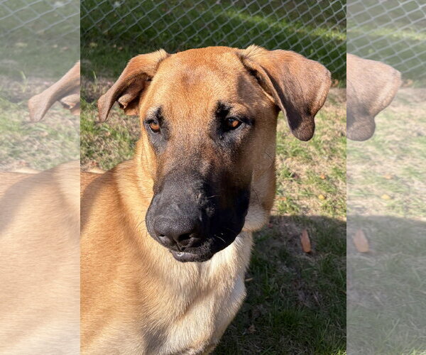 Medium Photo #4 Great Dane-Unknown Mix Puppy For Sale in Brooklyn Center, MN, USA