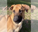 Small Photo #4 Great Dane-Unknown Mix Puppy For Sale in Brooklyn Center, MN, USA