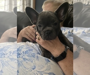 French Bulldog Puppy for Sale in TERRE HAUTE, Indiana USA