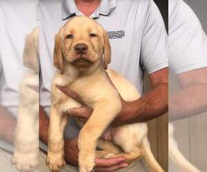 Labrador Retriever Puppy for Sale in ELKO, Georgia USA