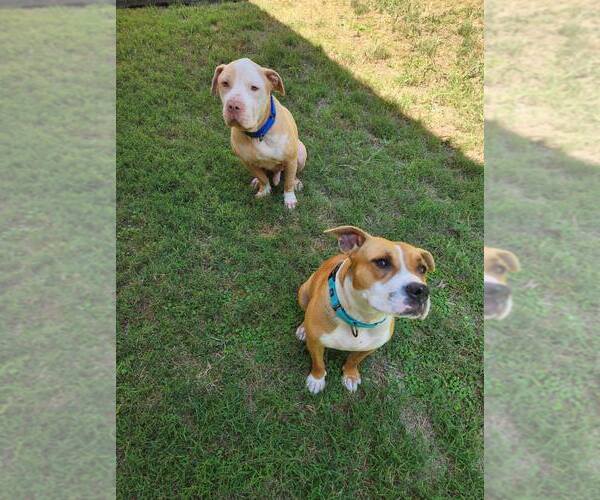 Medium Photo #5 American Staffordshire Terrier-Unknown Mix Puppy For Sale in Arlington, VA, USA