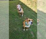 Small #4 American Staffordshire Terrier Mix