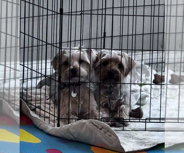 Medium Photo #2 Mutt Puppy For Sale in Aurora, IN, USA