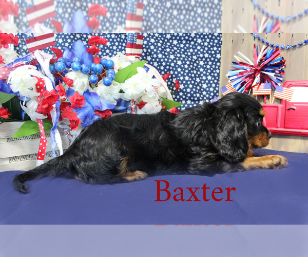 Medium Photo #15 Cavalier King Charles Spaniel Puppy For Sale in CHANUTE, KS, USA