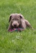 Small Photo #3 Labrador Retriever Puppy For Sale in NEW PITTSBURGH, OH, USA