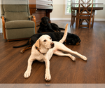 Small #2 Labrador Retriever Mix