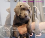 Small Photo #8 Labrador Retriever Puppy For Sale in POCAHONTAS, IL, USA