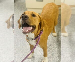 English Coonhound Dogs for adoption in Westminster, MD, USA