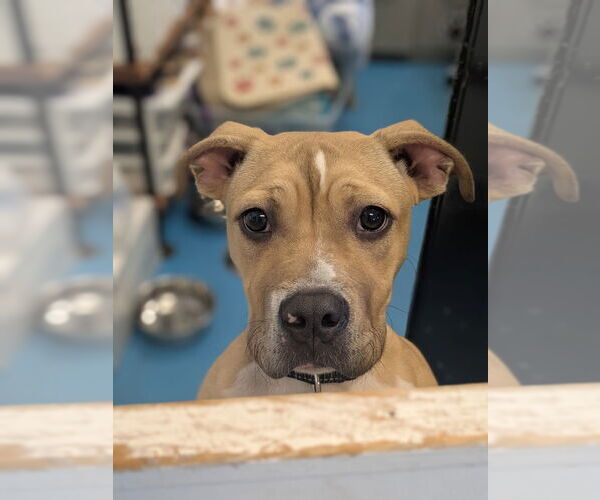 Medium Photo #3 Boxer-Unknown Mix Puppy For Sale in Muskegon, MI, USA