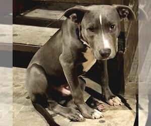 American Staffordshire Terrier-Unknown Mix Dogs for adoption in San Antonio, TX, USA
