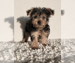 Yorkshire Terrier Puppy for sale in MARTINSVILLE, IN, USA