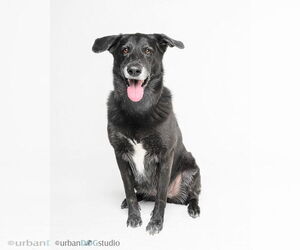 Ursa - F - Female Labrador Retriever-Unknown Mix Dog for Adoption - Photo #3
