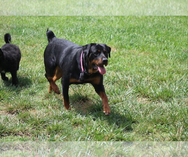Medium Photo #6 Rottweiler Puppy For Sale in White Hall, AR, USA