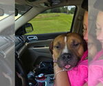 Small #1 Bulldog Mix