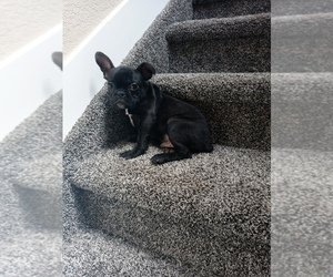 French Bulldog Puppy for sale in ADAMS CITY, CO, USA