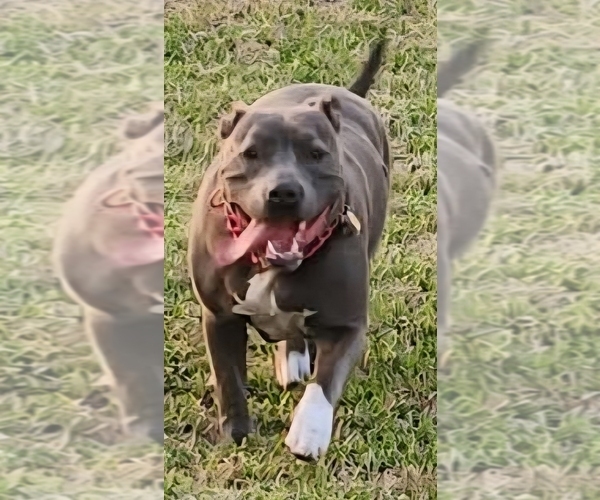 Medium Photo #1 American Bully Puppy For Sale in KISSIMMEE, FL, USA