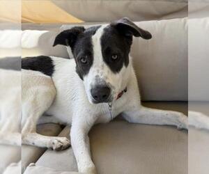 Labrador Retriever Dogs for adoption in Bakersfield, CA, USA