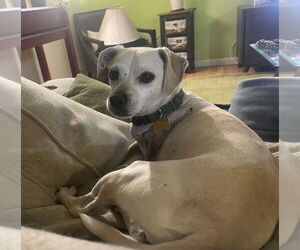 Chihuahua-Unknown Mix Dogs for adoption in Davis, CA, USA