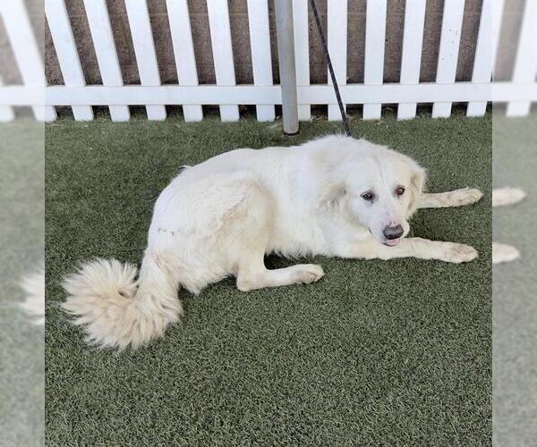 Medium Photo #1 Great Pyrenees Puppy For Sale in Modesto, CA, USA