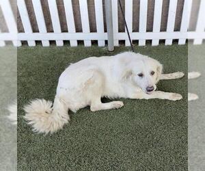 Great Pyrenees Dogs for adoption in Modesto, CA, USA