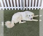 Small Great Pyrenees