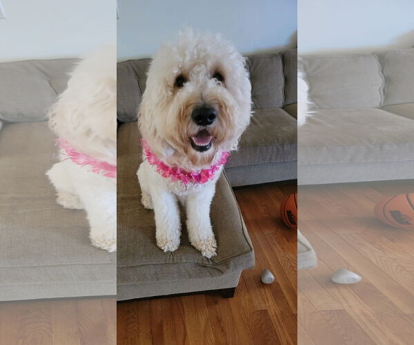 Medium Photo #1 Goldendoodle Puppy For Sale in McDonough, GA, USA