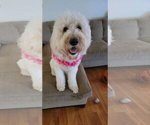 Goldendoodle Dogs for adoption in McDonough, GA, USA