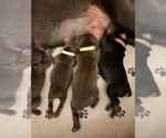 Small #11 Doberman Pinscher