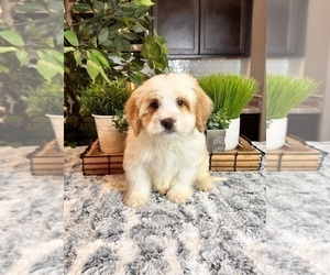 Bernedoodle Puppy for sale in INDIANAPOLIS, IN, USA