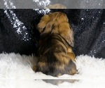 Small #2 Dachshund