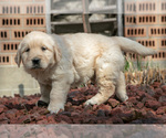 Small Photo #13 English Cream Golden Retriever Puppy For Sale in ORRVILLE, OH, USA