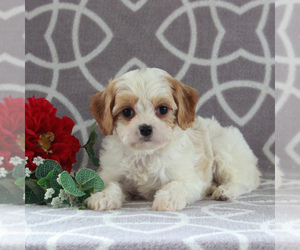 Cavachon Puppy for sale in GORDONVILLE, PA, USA