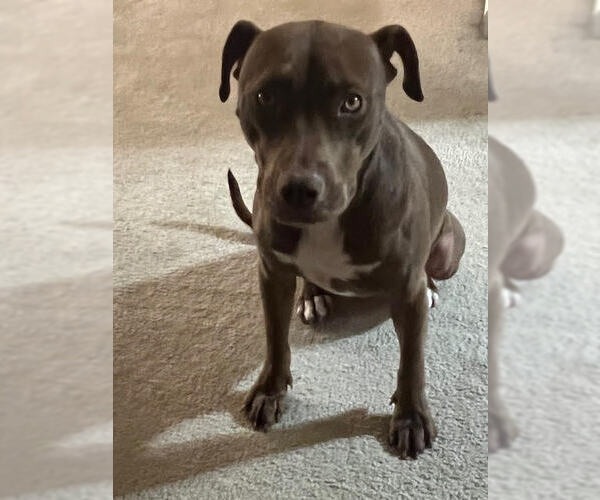 Medium Photo #13 American Pit Bull Terrier-Chocolate Labrador retriever Mix Puppy For Sale in Munford, TN, USA