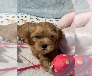 Cavapoo Puppy for sale in SYLMAR, CA, USA
