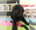 Small Photo #7 Labrador Retriever Puppy For Sale in SAN ANTONIO, TX, USA